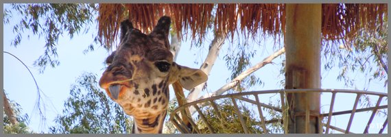 Girafe - Zoo de San Diego