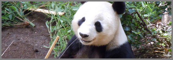 Panda - Zoo de San Diego