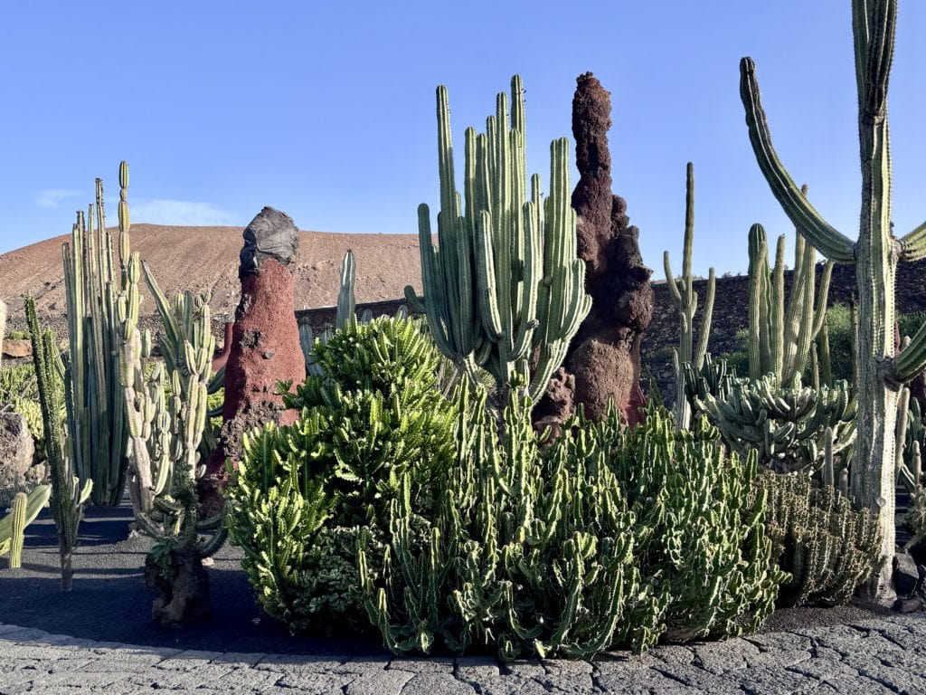 Le jardin de Cactus - Lanzarote (2)