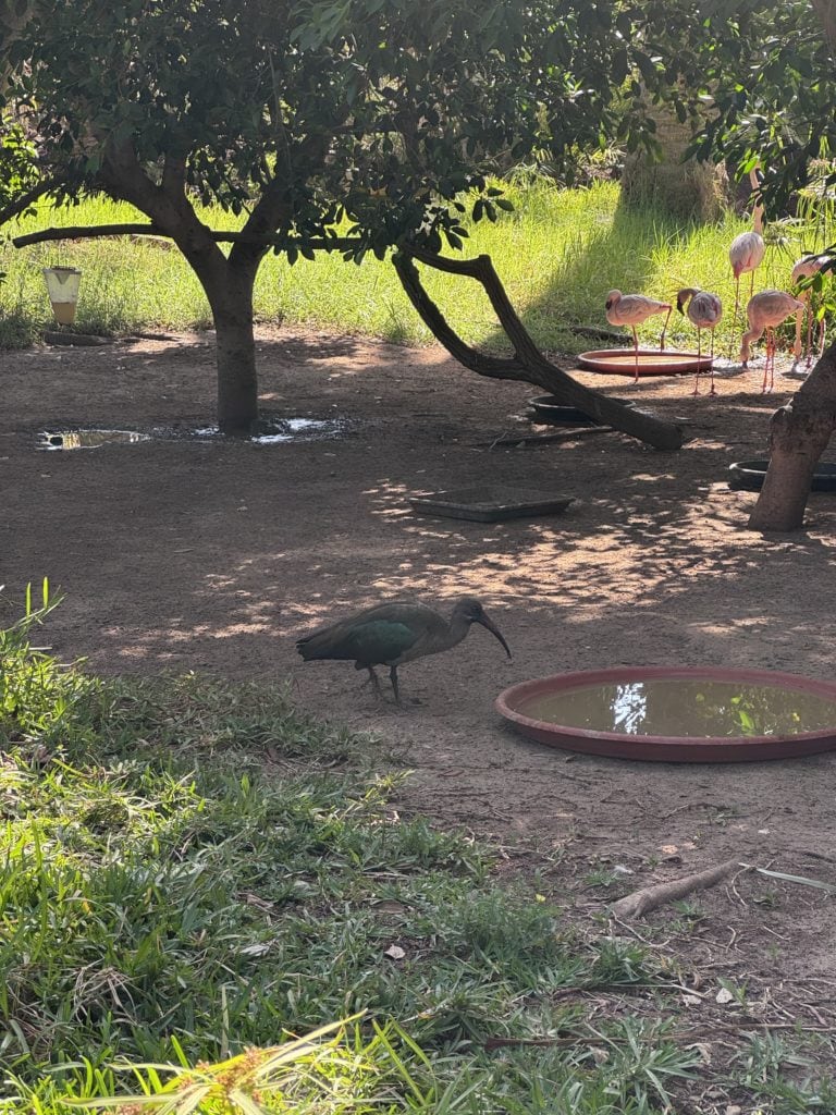 Oasis Wildlife 2/4