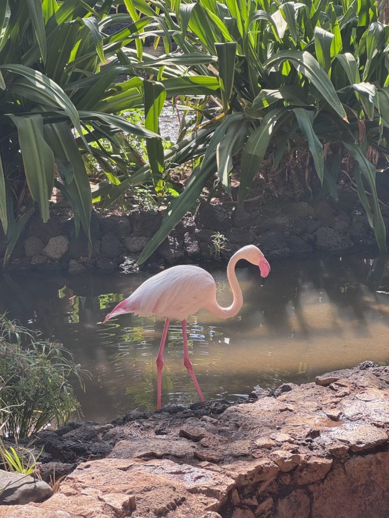 Oasis Wildlife 1/4