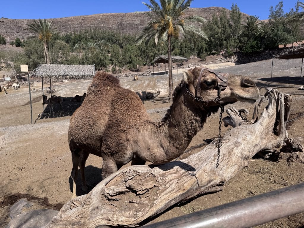 Oasis Wildlife 3/4
