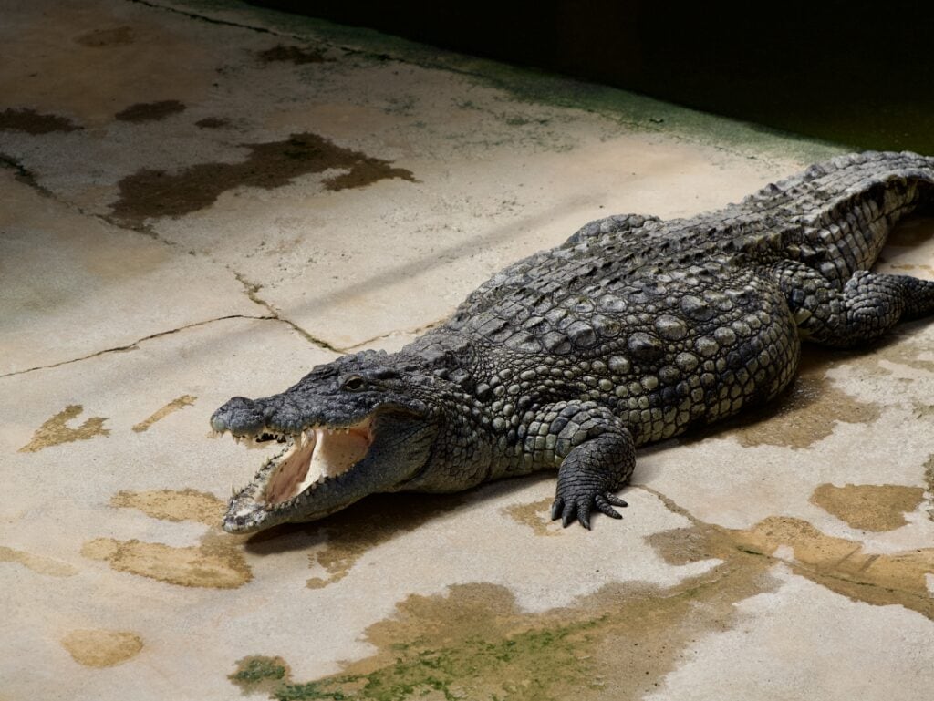 Visite du parc Alligator bay (que je vous recommande)